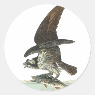 Osprey, John Audubon Runder Aufkleber