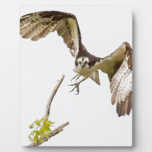 Osprey kommt auf dich zu fotoplatte