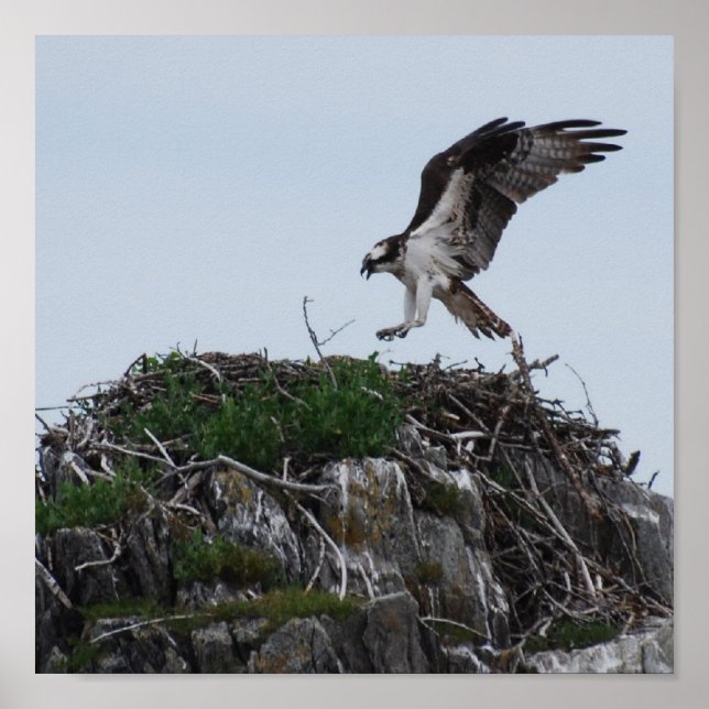 Osprey Landing Poster (Vorne)
