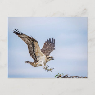 Osprey Landung im Nest Postkarte