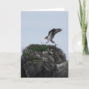 Osprey-Landungs-Gruß-Karten Karte