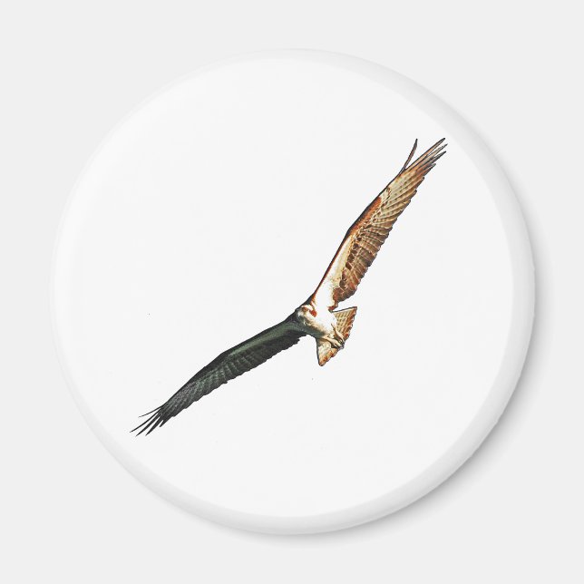 Osprey Magnet (Vorne)