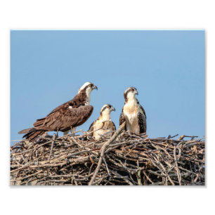 Osprey Mama mit ihren Kindern Fotodruck