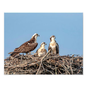 Osprey Mama mit ihren Kindern Fotodruck
