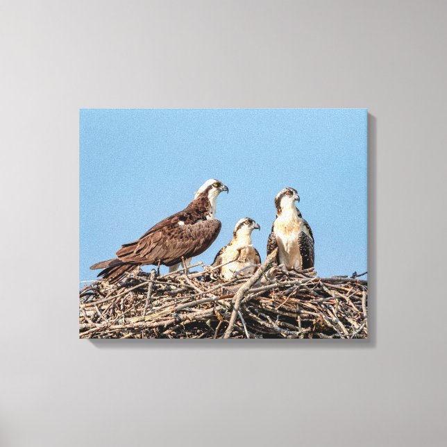 Osprey Mama mit ihren Kindern Leinwanddruck (Vorderseite)
