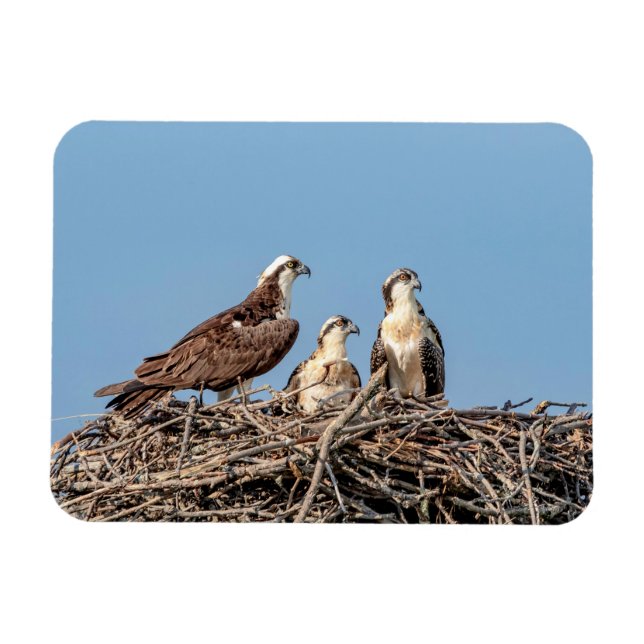 Osprey Mama mit ihren Kindern Magnet (Horizontal)