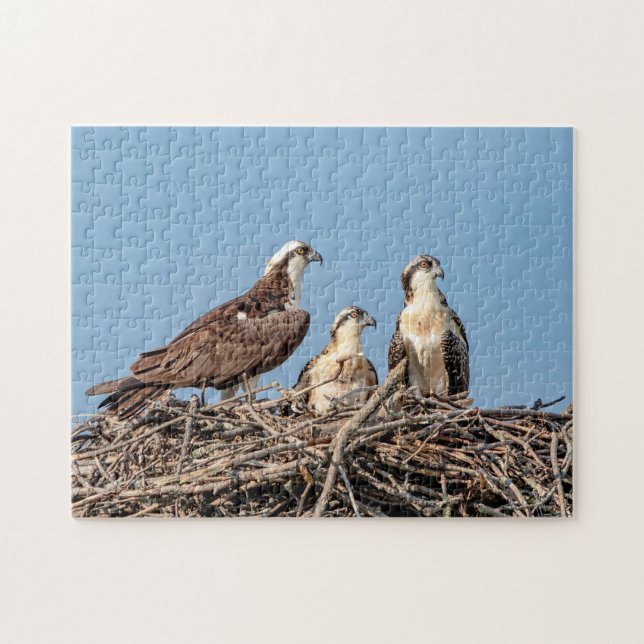 Osprey Mama mit ihren Kindern Puzzle (Horizontal)