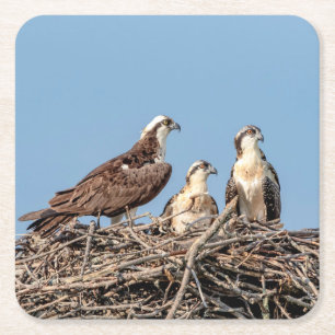 Osprey Mama mit ihren Kindern Rechteckiger Pappuntersetzer