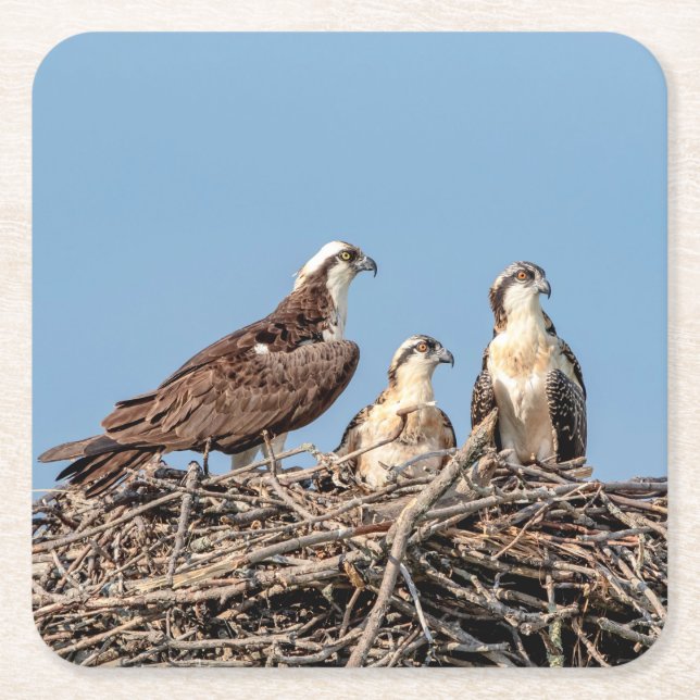 Osprey Mama mit ihren Kindern Rechteckiger Pappuntersetzer (Vorderseite)