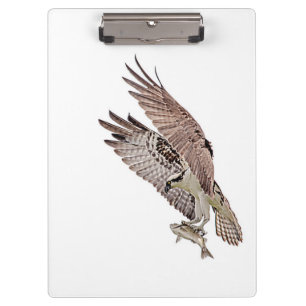 Osprey mit Fisch Klemmbrett