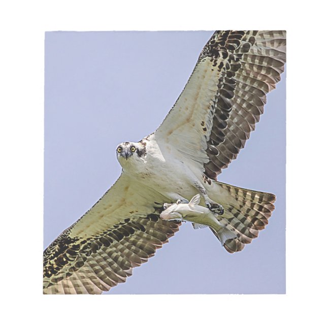 Osprey mit Fisch Notizblock (Vorderseite)