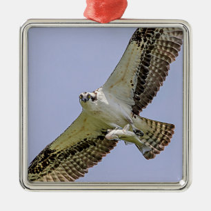 Osprey mit Fisch Ornament Aus Metall