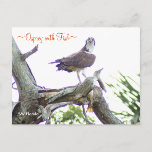 Osprey mit Fisch Postcard Postkarte