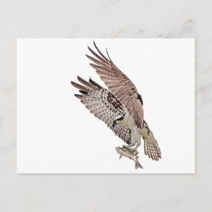 Osprey mit Fisch Postkarte