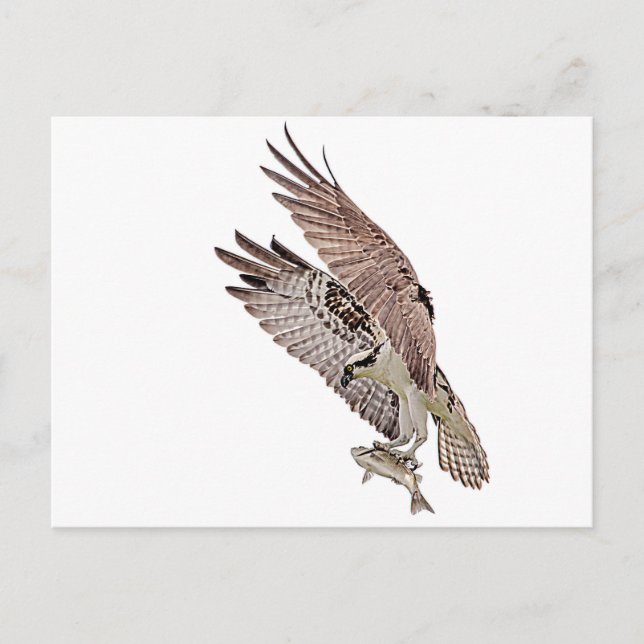 Osprey mit Fisch Postkarte (Vorderseite)