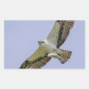 Osprey mit Fisch Rechteckiger Aufkleber