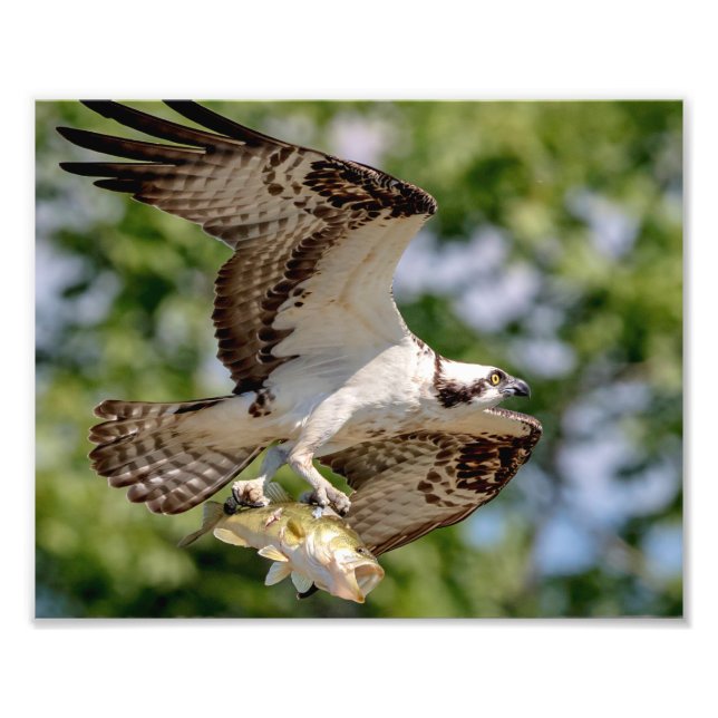 Osprey mit großem Mundbarsch Fotodruck (Vorne)