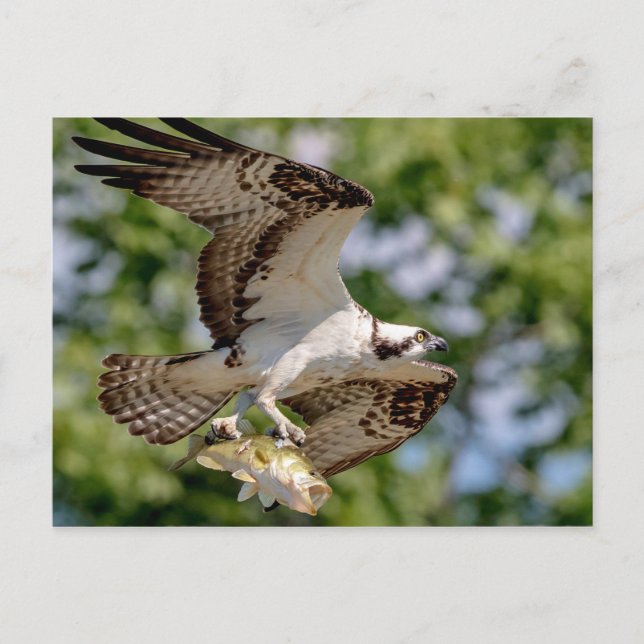 Osprey mit großem Mundbarsch Postkarte (Vorderseite)
