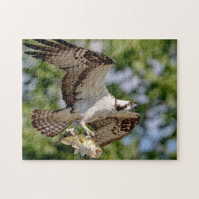 Osprey mit großem Mundbarsch Puzzle (Horizontal)