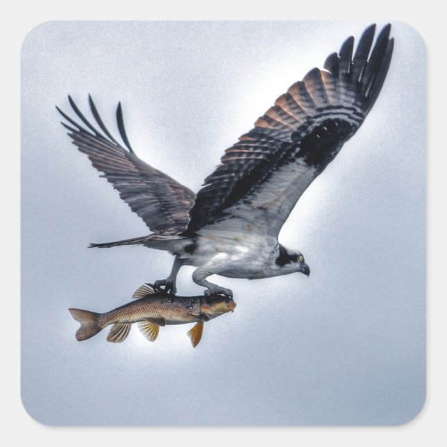 Osprey mit Walleye Fish HDR-Foto Quadratischer Aufkleber (Vorderseite)
