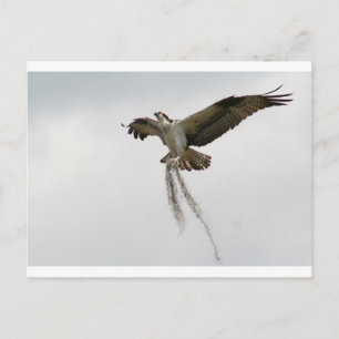 Osprey moss postkarte
