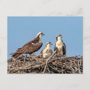 Osprey Mutter mit ihren Kindern Postkarte