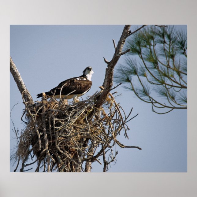 Osprey Nest Poster (Vorne)