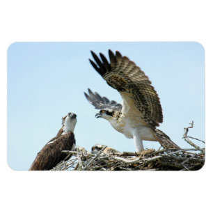 Osprey oder Habichtsfamilie Premium Flexi Magnet