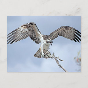 Osprey Postcard Postkarte