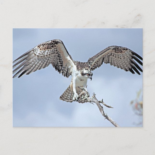 Osprey Postcard Postkarte (Vorderseite)