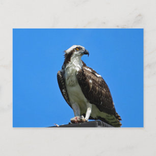 Osprey Postcard Postkarte