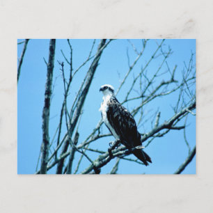 Osprey Postkarte