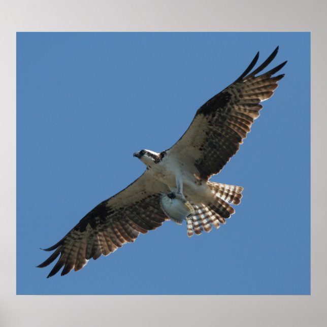 Osprey Raptor Bird & Halibut Fish Print Poster (Vorne)