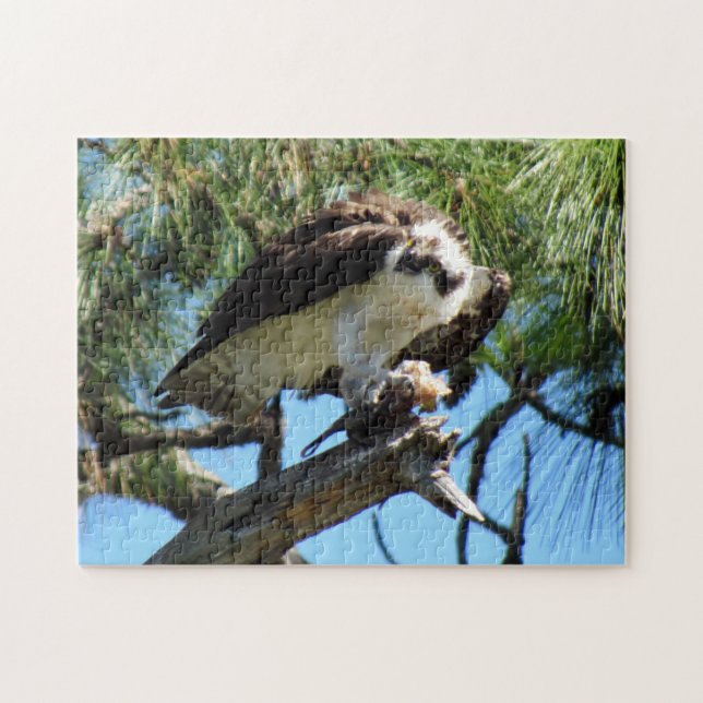 Osprey - Sea Hawk - Fish Hawk - Raptor - Bird Puzzle (Horizontal)