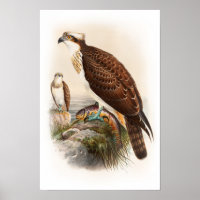 Osprey Sea Hawk John Gould Birds of Great Britain