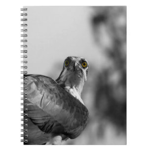 Osprey Staring down the Camera - Wildlife Foto Notizblock