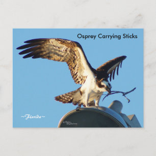 Osprey tragende Sticks Postkarte