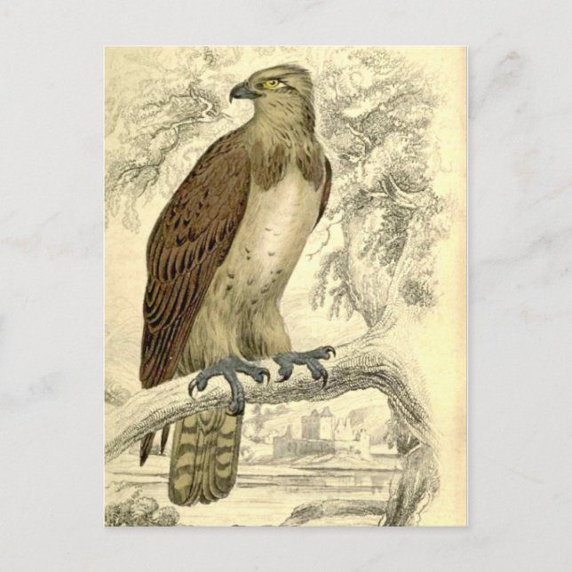 Osprey:  Vintag Jardines Postkarte (Vorderseite)