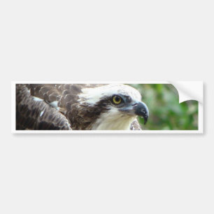 Osprey-Vogel Autoaufkleber
