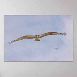 Osprey-Vogel-Fliegen-Plakat Poster