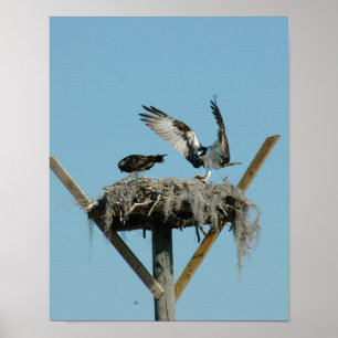 Osprey-Vogelfamilie Poster