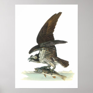 Osprey von Audubon Poster