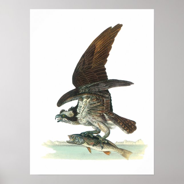 Osprey von Audubon Poster (Vorne)