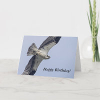 Osprey während des Fluges