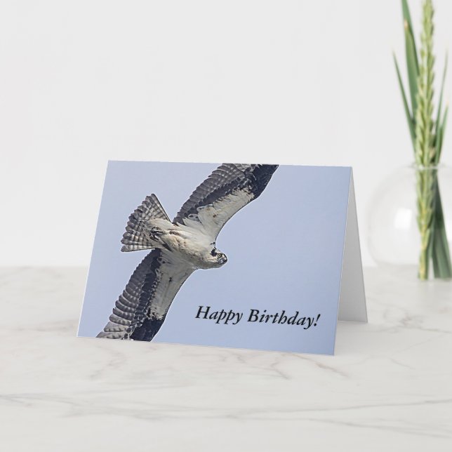 Osprey während des Fluges Karte (Vorderseite)
