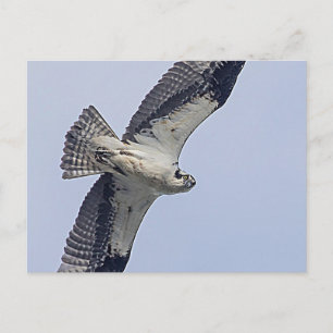 Osprey während des Fluges Postkarte