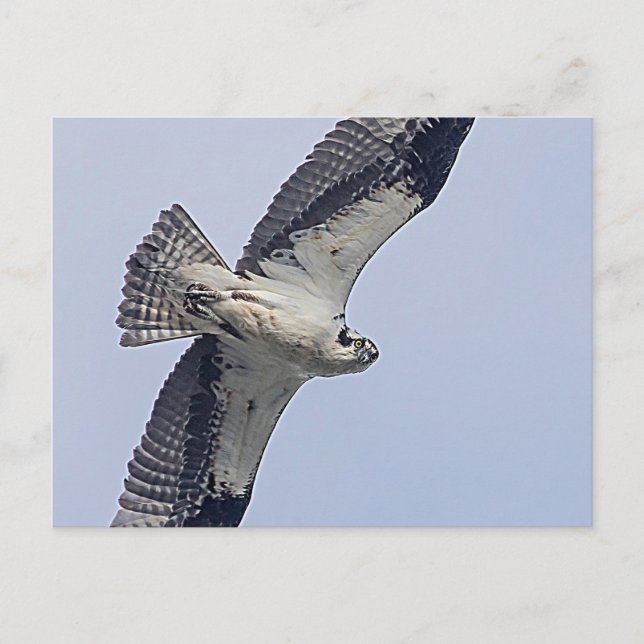 Osprey während des Fluges Postkarte (Vorderseite)