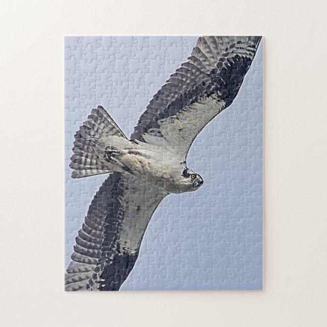 Osprey während des Fluges Puzzle (Vertikal)