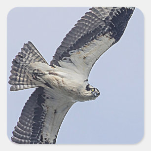 Osprey während des Fluges Quadratischer Aufkleber
