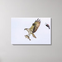 Osprey wird von einem roten Vogelgeflügel jagt